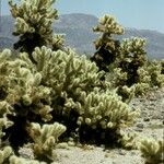 Cylindropuntia bigelovii عادت