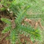 Araucaria angustifolia Hoja