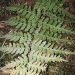 Dryopteris aemula Blad