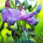 Lathyrus vernus Fula