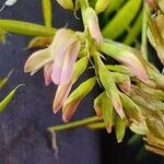 Astragalus atropilosulus फूल