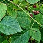 Rubus gratus ഇല