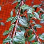 Cotoneaster integrifolius Blad