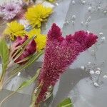 Celosia argentea Flower