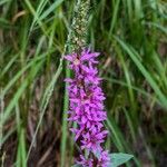 Lythrum virgatum Fiore