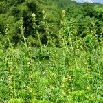 Artemisia michauxiana Staniste