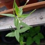 Epilobium ciliatum फूल