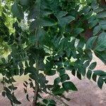 Gleditsia sinensis Blad