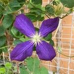 Clematis viticellaFleur