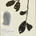 Iryanthera elliptica Blatt