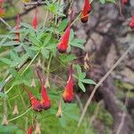 Tropaeolum pentaphyllum Hoja