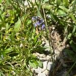 Polygala amarella Hábito