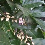 Pongamia pinnata फूल
