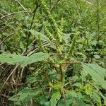 Amaranthus spinosusKvet