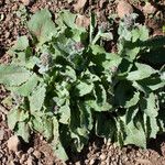 Senecio aronicoides Habitus