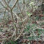 Viburnum lantana Habitat