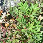 Rosa virginiana Blatt