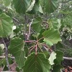 Ficus abutilifolia पत्ता