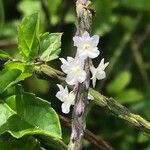 Stachytarpheta cayennensis Blüte