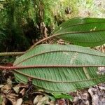 Dichaetanthera africana Leaf
