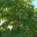 Liquidambar styraciflua Hàbitat