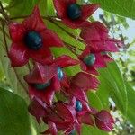 Clerodendrum trichotomum Ffrwyth