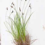 Carex montana Hostoa