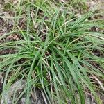 Carex digitata Συνήθη χαρακτηριστικά