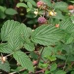 Rubus niveus पत्ता