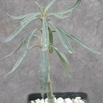 Pachypodium succulentum Лист