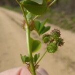 Medicago polymorpha Φρούτο