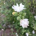 Hibiscus syriacusKvět