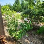 Lilium speciosum Habitatea