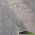 Paspalum scrobiculatum Blüte