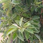 Ficus elasticaبرگ