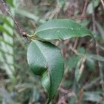 Symphonia pauciflora Leaf