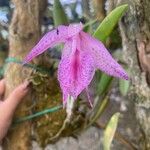 Guarianthe skinneri Flower