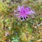 Serratula tinctoria 花