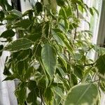 Ficus benjamina পাতা