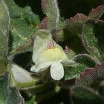 Asarina procumbens Kvet
