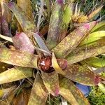 Neoregelia spectabilis Leaf