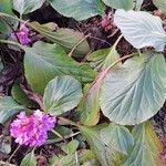 Bergenia crassifolia Blatt