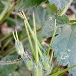Erodium malacoides Vaisius