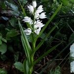 Cephalanthera longifolia Цветок