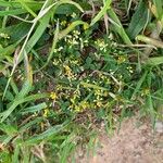 Trifolium micranthum Virág