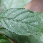 Psychotria cupularis Leaf