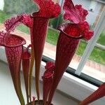 Sarracenia leucophylla 葉