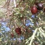 Juniperus turbinata Fruit