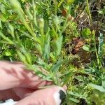 Linum rigidum Leaf