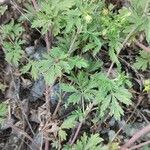 Potentilla tobolensis Leaf